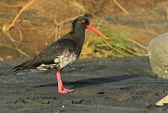 Variable Oystercatcher